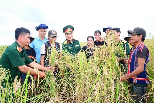 Niềm vui của cán bộ Đoàn KT-QP 75 với người dân địa phương khi cây lúa xen canh được mùa 