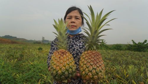Dứa được mùa nhưng mất giá.