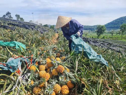 Người trồng dứa ở Thanh Hóa đang “khóc” vì rớt giá.