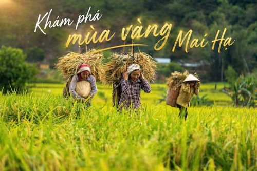 Khám phá mùa vàng Mai Hạ với hoạt động thu hoạch lúa thủ công, cảnh quan đẹp và du lịch cộng đồng hấp dẫn thu hút du khách.