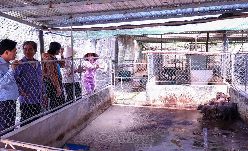 Mô hình nuôi heo rừng của chị Đặng Hồng Đông (bìa phải), ấp Cái Nước Biển, xã Phú Tân, được phát triển từ những kiến thức chăn nuôi chị chủ động tìm hiểu qua internet.