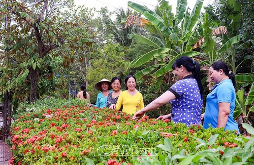 Chị em phụ nữ thường xuyên chăm sóc, cắt tỉa hàng rào cây xanh, tạo cảnh quan sạch - đẹp tại địa phương.
