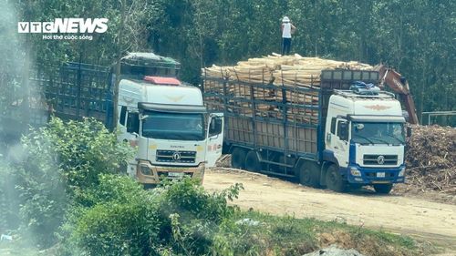 Hoạt động thu mua, tập kết keo tràm trái phép diễn ra công khai tại trạm cân trên tuyến tỉnh lộ 14E gần mỏ đá Lộc Điền cũ (nay là xã Lộc An, TP Huế)