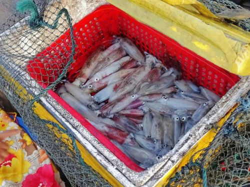 Hải sản được rửa sạch và phân loại vào ki ngay sau khi vào bờ.