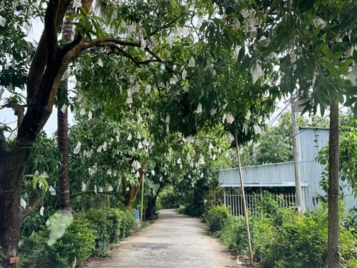 Ngành chức năng tỉnh Đồng Tháp đang hỗ trợ người dân phát triển du lịch sinh thái dựa vào vườn xoài