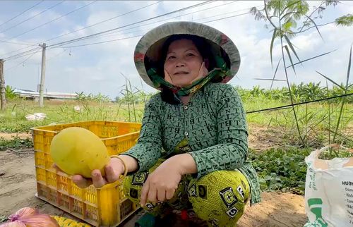 Nông dân phường Cao Lãnh giới thiệu trái xoài sản xuất theo mô hình hữu cơ