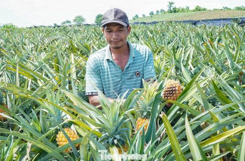 Anh Nguyễn Mạnh Cường (SN 1983, xã Hà Long) cho biết, gia đình có 5ha dứa đang bước vào vụ thu hoạch song hơn nửa tháng qua không có thương lái đến đặt mua. Nhiều diện tích dứa hiện đã chín rộ không được thu hoạch, bị bỏ ngoài đồng.
