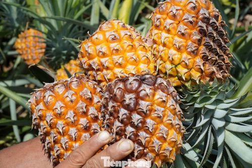 “Mỗi ha dứa đầu tư khoảng 300 triệu đồng cho giống, phân bón, nhân công và các chi phí khác. Những năm trước, giá dứa dao động từ 15.000-17.000 đồng/kg, sản lượng đạt khoảng 50 tấn/ha. Trừ chi phí còn thu khoảng 100 triệu đồng/ha. Năm nay giá còn khoảng 5.000 đồng/kg vẫn không có người mua. Thiệt hại của gia đình ước tính gần 1 tỷ đồng”, anh Cường buồn bã nói.