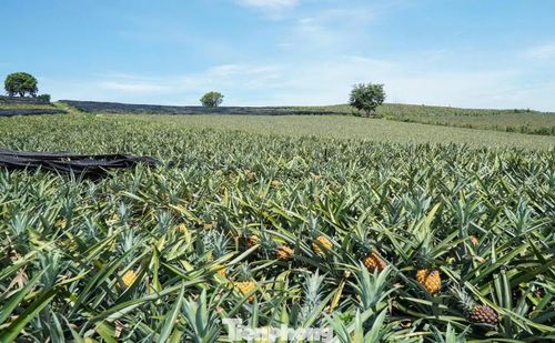 Chính quyền UBND xã Hà Long thống kê, toàn xã có khoảng 700 ha dứa, năng suất bình quân đạt từ 40 đến 45 tấn/ha. Năm nay, thời tiết khắc nghiệt, giá xuống thấp chỉ còn 4.000-5.000 đồng/kg, thấp hơn nhiều so với các năm trước, khiến phần lớn hộ trồng dứa rơi vào cảnh thua lỗ. Chính quyền địa phương và các tổ chức hội đang tích cực kết nối với doanh nghiệp, đơn vị chế biến nông sản để tìm đầu ra cho sản phẩm, góp phần giảm bớt thiệt hại cho người dân.