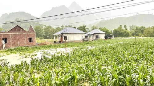 Mưa lớn đã làm nhiều ha lúa, hoa màu, ao cá của người dân bị ngập, cuốn trôi, vùi lấp.