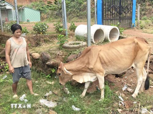 Người dân xã Bom Bo được hỗ trợ bò giống để phát triển kinh tế. (Ảnh: K GƯỈH/TTXVN)