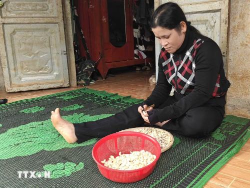 Hộ gia đình bà Thị Man, thôn Bom Bo, xã Bom Bo làm thêm cạo vỏ lụa điều kiếm thu nhập sau khi được nhà nước hỗ trợ xây nhà, bò giống. (Ảnh: K GƯỈH/TTXVN)