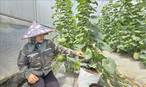 Chị Phạm Thị Hảo, xã Kim Thành cho biết, hệ thống tưới nước tự động giúp vợ chồng chị tiết kiệm thời gian, công sức sản xuất.