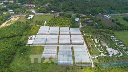 Khu nhà trồng dưa lưới công nghệ cao tại BaDen Farm, phường Bình Minh, tỉnh Tây Ninh. Ảnh: Giang Phương - TTXVN