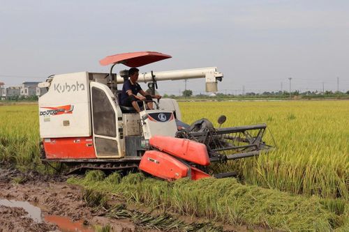 Thu hoạch lúa trên cánh đồng của Hợp tác xã Hữu Chung, xã Tân An (Hải Phòng) sản xuất theo công nghệ mDSR. Ảnh: Bích Hồng/Bnews/vnanet.vn