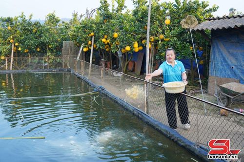 Nông dân bản Kiến Xương, xã Bình Thuận kết hợp mô hình vườn - ao - chuồng trong sản xuất nông nghiệp.