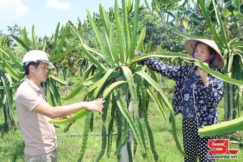 Nông dân xã Bình Thuận thực hiện quy trình chăm sóc thanh long.