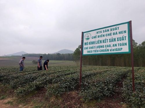 HTX Chè Đá Hen đã phát triển theo chuỗi giá trị khép kín.