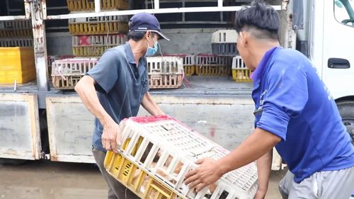  Hàng trăm con mèo được phát hiện tại địa điểm tập kết của đường dây thu gom, tiêu thụ động vật liên tỉnh. Ảnh: CA 