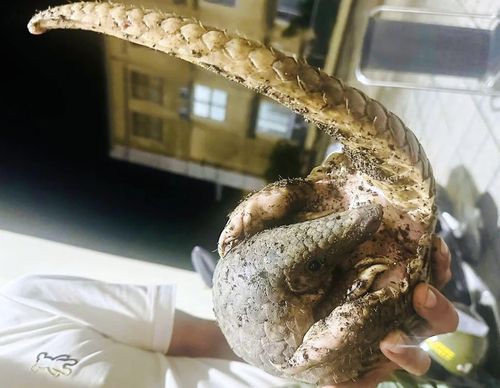 Cá thể tê tê do người dân nhặt được ở giữa quốc lộ. Ảnh: Tiền Phong.