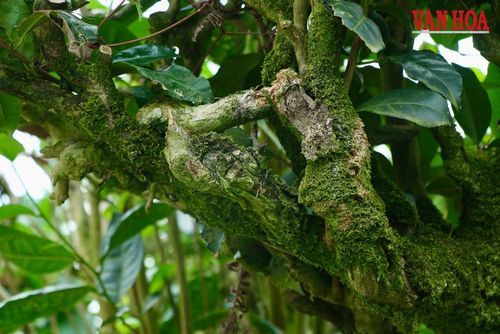 Những gốc chè trung du cổ đã nhuốm màu thời gian, có nhiều cây đã hơn tuổi đời người