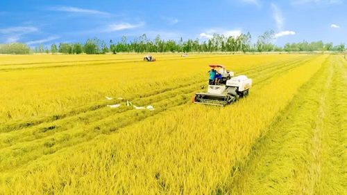 Mục tiêu không chỉ là sản xuất nhiều gạo hơn mà là sản xuất gạo chất lượng cao hơn, giảm phát thải hơn. Trong ảnh: Cánh đồng lúa chất lượng cao ở xã Gia Hòa, thành phố Cần Thơ. Ảnh: Phương Bằng