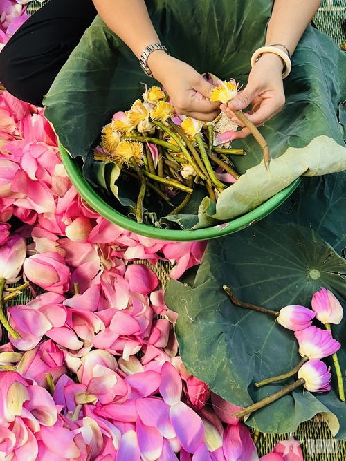 Công đoạn lấy gạo sen được coi là khó nhất trong quy trình làm trà sen.