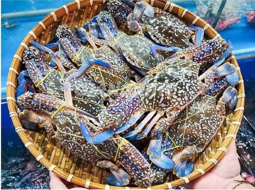 Ghẹ Việt có cơ hội lớn xuất sang Mỹ.
