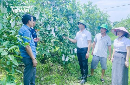 Cán bộ xã Nghĩa Lâm khảo sát, đánh giá hiệu quả mô hình trồng cây ăn quả trên địa bàn. Ảnh: Mai Hoa