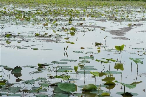 Diện tích trồng sen của anh Ngô Văn Thống, xã Tân Hưng, tỉnh Tây Ninh. Ảnh: Thanh Bình/TTXVN