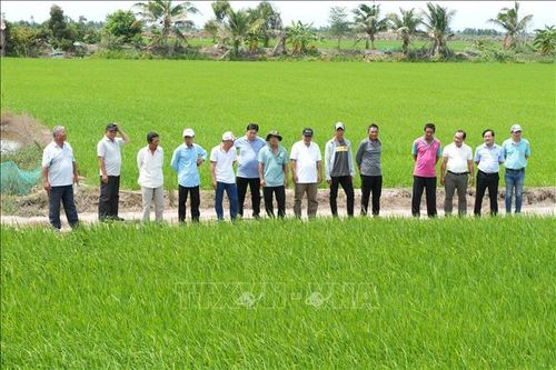 Nông dân tỉnh An Giang tham quan diện tích luân canh lúa sau khi thu hoạch sen của chị Nguyễn Thị Diễm Trinh, xã Tân Hưng, tỉnh Tây Ninh. Ảnh: Thanh Bình/TTXVN