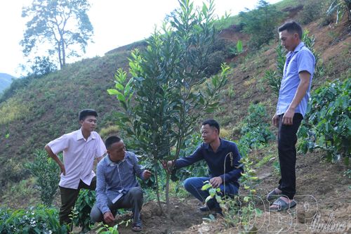 Cà phê, mắc ca được xác định là cây trồng chủ lực giúp người dân Na Son nâng cao thu nhập trong thời gian tới.