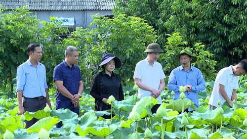 Nhiều giống sen mới đang được đưa vào khảo nghiệm nhằm đánh giá và lựa chọn những giống phù hợp nhất với điều kiện tự nhiên của địa phương.
