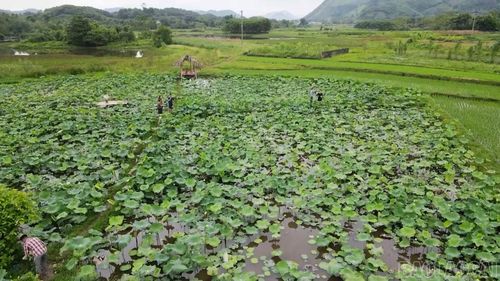 Những cánh đồng sen mở ra hướng phát triển kinh tế xanh trên vùng đất trũng của địa phương.