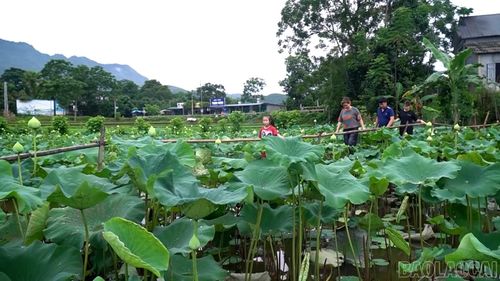Việt Hồng từng bước phát triển vùng sen theo hướng gắn sản xuất nông nghiệp với du lịch trải nghiệm.