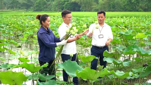 Nhờ chuyển đổi sang trồng sen, gia đình chị Phạm Anh Tươi đã từng bước khai thác hiệu quả diện tích đất sản xuất trước đây kém hiệu quả.