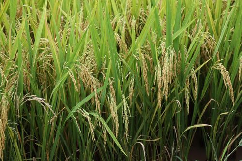 Giống lúa thuần VNR20 do Tập đoàn Giống cây trồng Việt Nam (Vinaseed) nghiên cứu và phát triển.