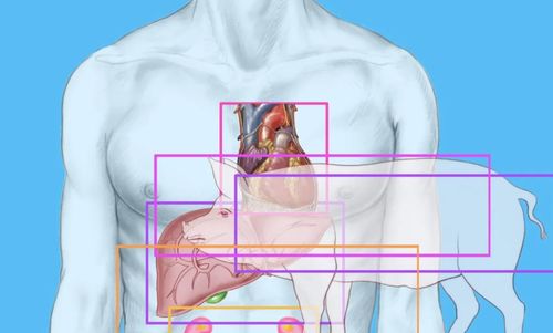 Mặc dù cấy ghép dị loài từ động vật sang người có tiềm năng rất lớn, nhưng các nhà khoa học và bác sĩ vẫn phải vượt qua nhiều rào cản trước khi phương pháp này có thể được áp dụng rộng rãi trong lâm sàng. Ảnh: Universal Images Group