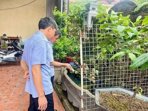 Thả cá vào bể nước, hòn non bộ để diệt bọ gậy, phòng chống sốt xuất huyết.