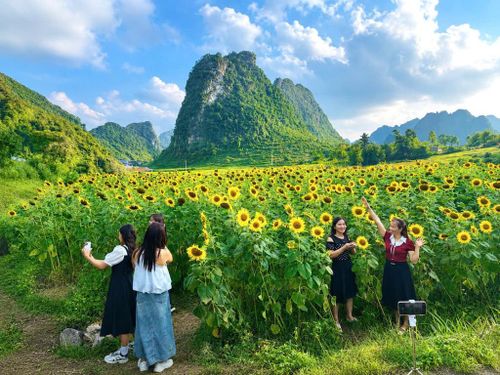 Vườn hoa hướng dương rực rỡ sắc vàng thu hút đông đảo người dân và du khách đến tham quan, chụp ảnh.