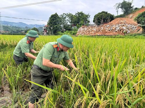 Cán bộ, chiến sĩ Công an xã Xuân Quang và lực lượng tham gia bảo vệ an ninh, trật tự ở cơ sở trực tiếp xuống đồng giúp gia đình ông Sìn Tá Dũng thu hoạch lúa.