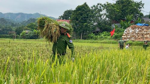 Giữa cánh đồng chín vàng, những màu áo xanh Công an hòa cùng niềm vui mùa gặt, mang đến sự sẻ chia, động viên thiết thực đối với gia đình người thương binh.