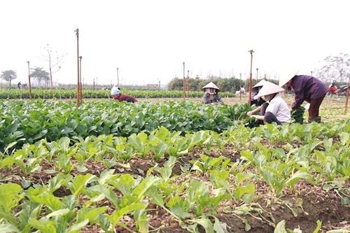 Rau là nhóm nông sản có mức độ rủi ro về an toàn thực phẩm cao hơn nhiều loại cây trồng khác. Ảnh: PV