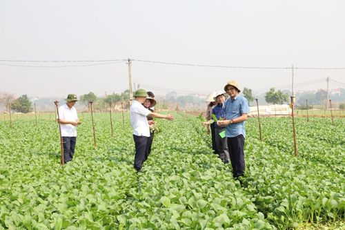 VietGAP vẫn là hệ thống tiêu chuẩn quan trọng trong quản lý chất lượng nông sản. Ảnh: PV