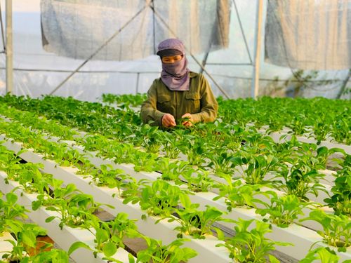 Hà Nội hiện có hơn 5.000ha rau chuyên canh, đáp ứng khoảng 70-80% nhu cầu tiêu dùng của người dân Thủ đô. Ảnh: PV