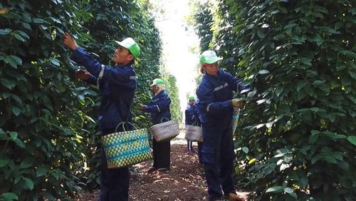 Hồ tiêu được chăm sóc theo quy trình hữu cơ, không sử dụng thuốc bảo vệ thực vật và phân bón hóa học.
