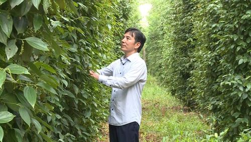 Anh Lâm Ngọc Nhâm kiểm tra vườn hồ tiêu hữu cơ, nền tảng tạo nên những sản phẩm chế biến sâu mang thương hiệu Việt.
