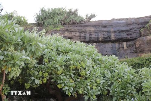 Cây Phong ba phát triển xanh tốt dọc các triền đá núi lửa. (Ảnh: Phạm Cường/TTXVN)