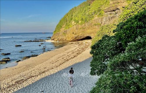 Những mảng xanh thơ mộng, quý giá từ cây Phong ba trên bờ biển đảo Lý Sơn.