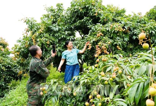 Người dân Bắc Ninh livestream bán vải thiều tại vườn trên các nền tảng số. Ảnh: Đồng Thúy – TTXVN